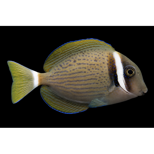 WHITE BAR TANG 